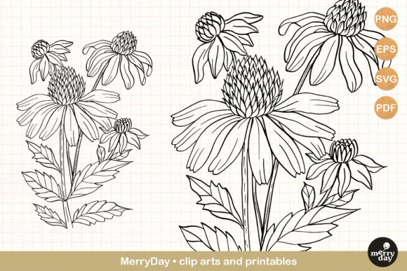 Download Coneflower Summer Flower Clip Art - Summer flower Collection