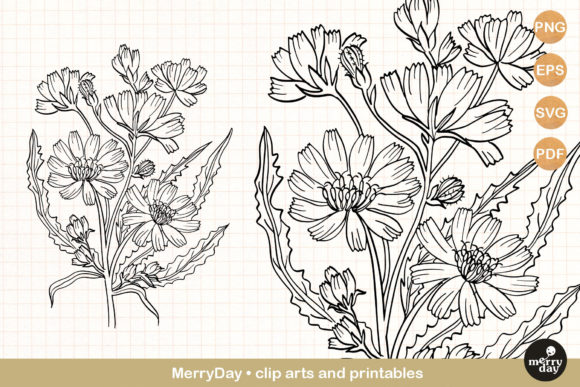 Download Chicory Summer Flower Clip Art Svg - Summer flower Collection