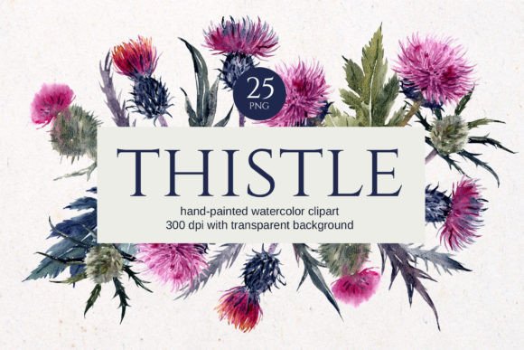 Download Thistle Watercolor Floral Clipart - Color Collection