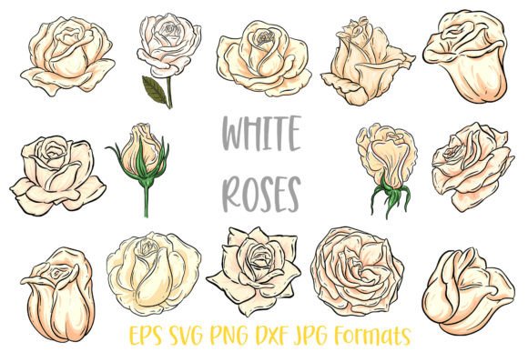 Download White Rose Flower Line Art Illustrations - Illustration Collection